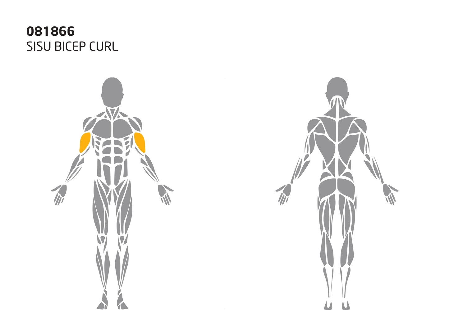 SISU BICEP CURL