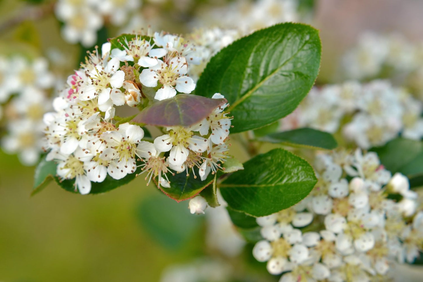 Aronia × prunifolia FK VÄSTERÅKER E, co, 10-p