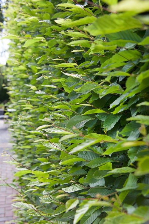 Carpinus betulus, co, 10-p