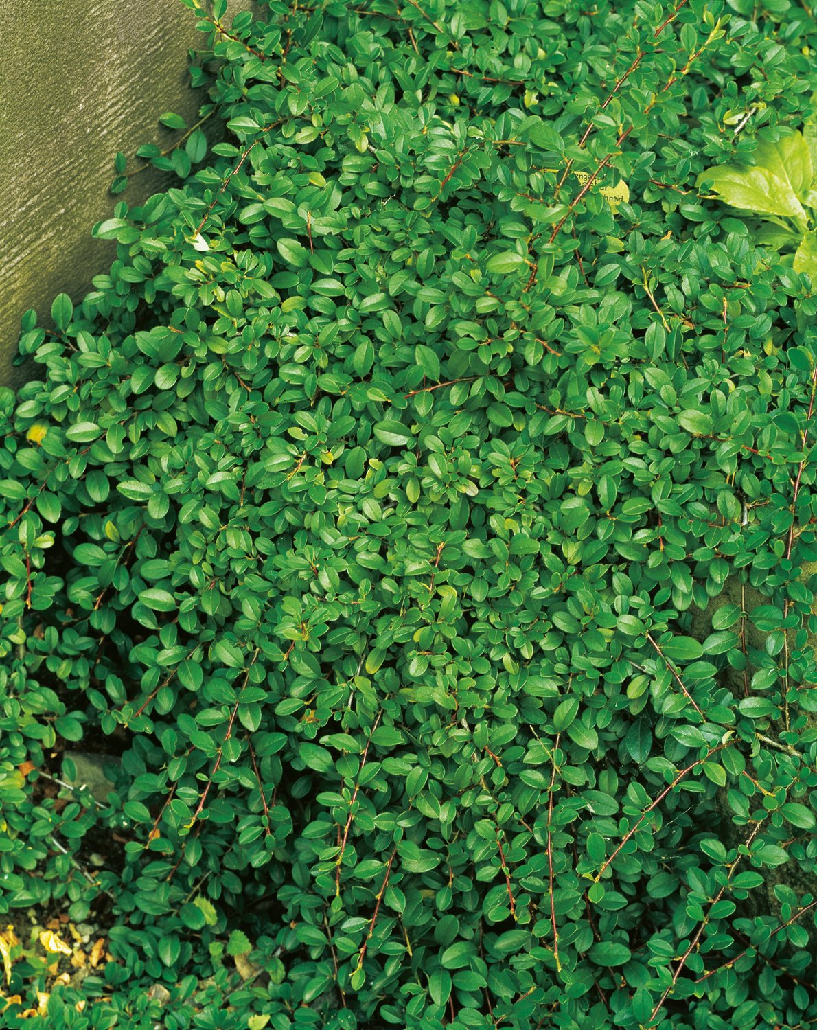 Cotoneaster radicans 'Eichholz', co, 10-p