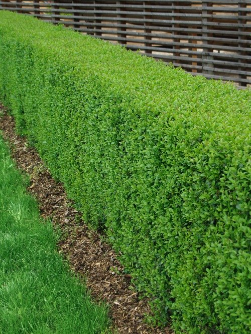 Ligustrum vulgare, co, 10-p