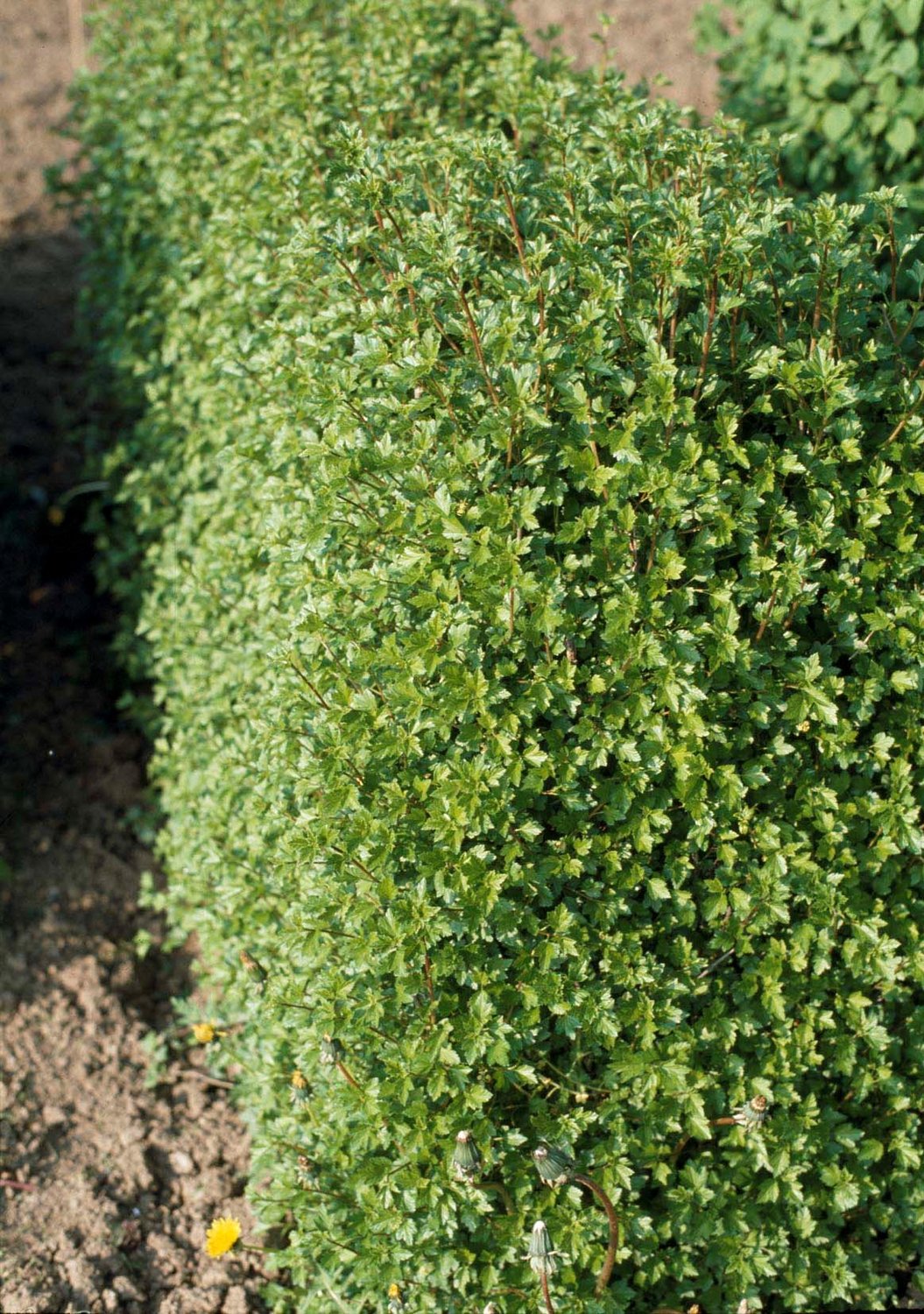 Ribes alpinum 'Schmidt', co, 10-p