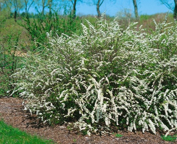 Spiraea x cinerea 'Grefsheim' E, co, 10-p