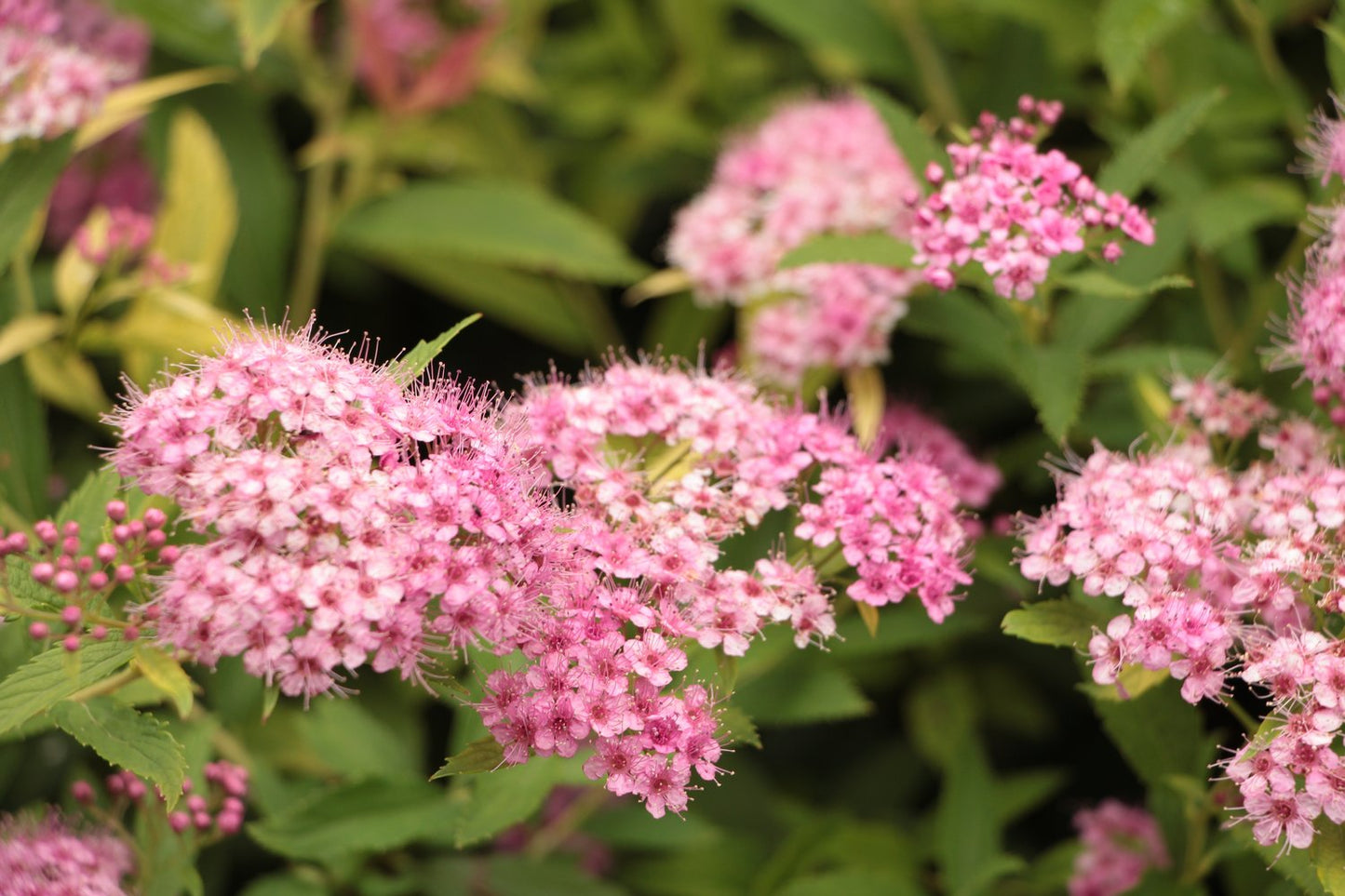 Spiraea japonica 'Little Princess', co, 10-p