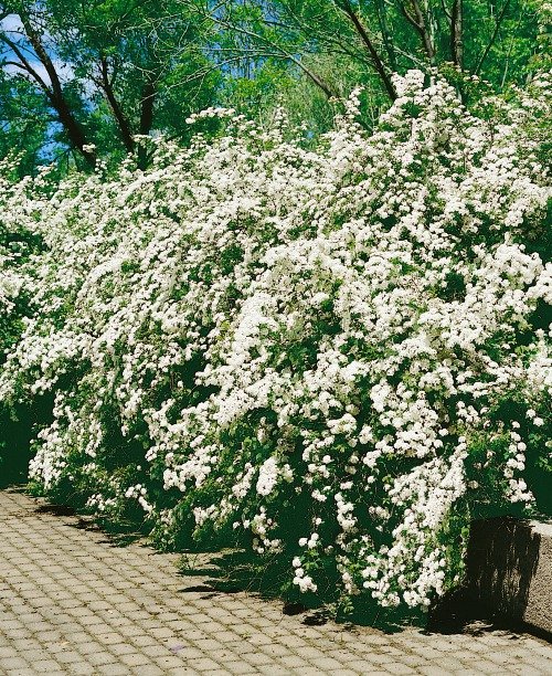 Spiraea x vanhouttei, co, 10-p