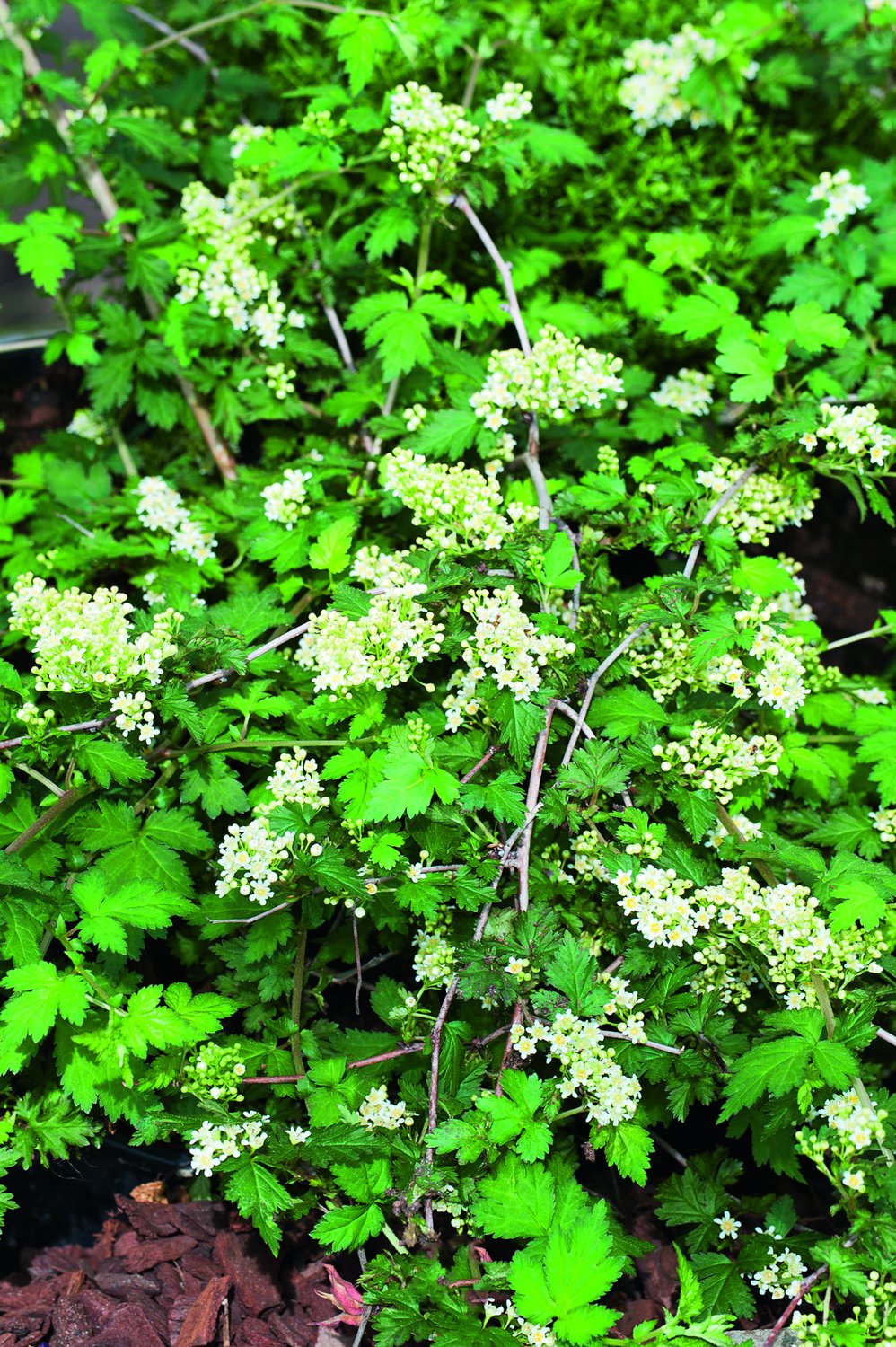 Stephanandra incisa 'Crispa', co, 10-p