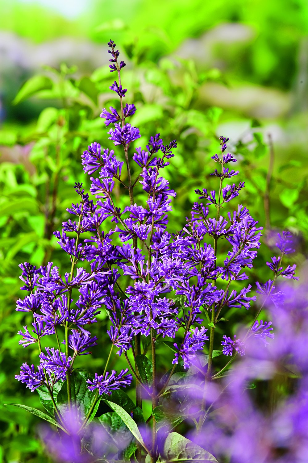 Syringa josikaea 'Oden' E, co, 10-p