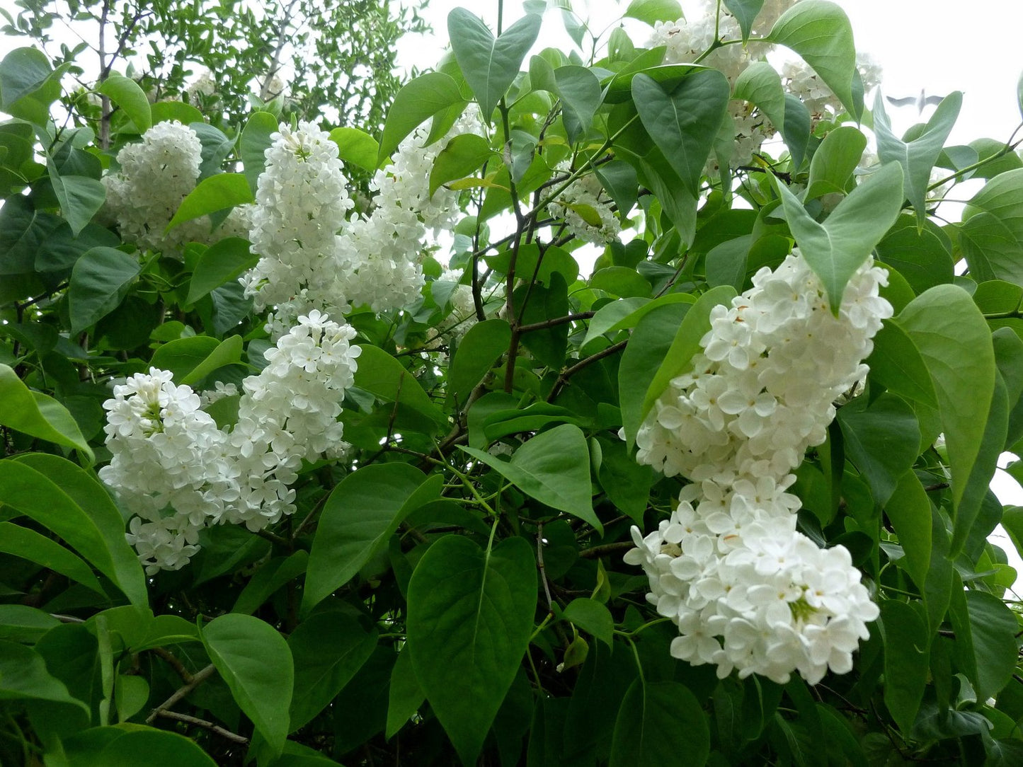 Syringa vulgaris f. alba, co, 10-p