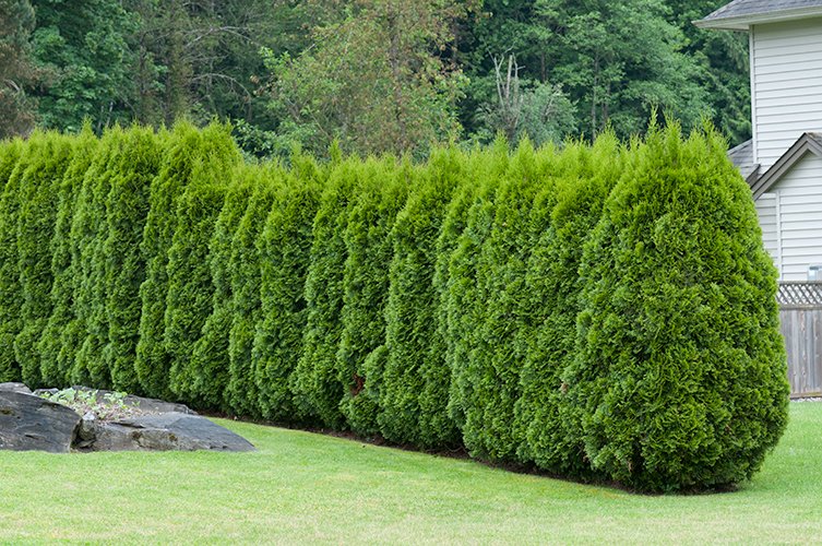 Thuja occ. 'Brabant', 80-100 cm