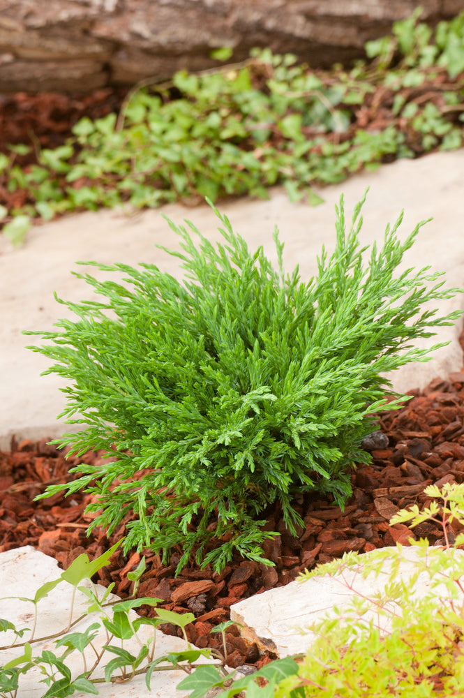 Juniperus horizontalis 'Andorra Compact', 30-40 cm