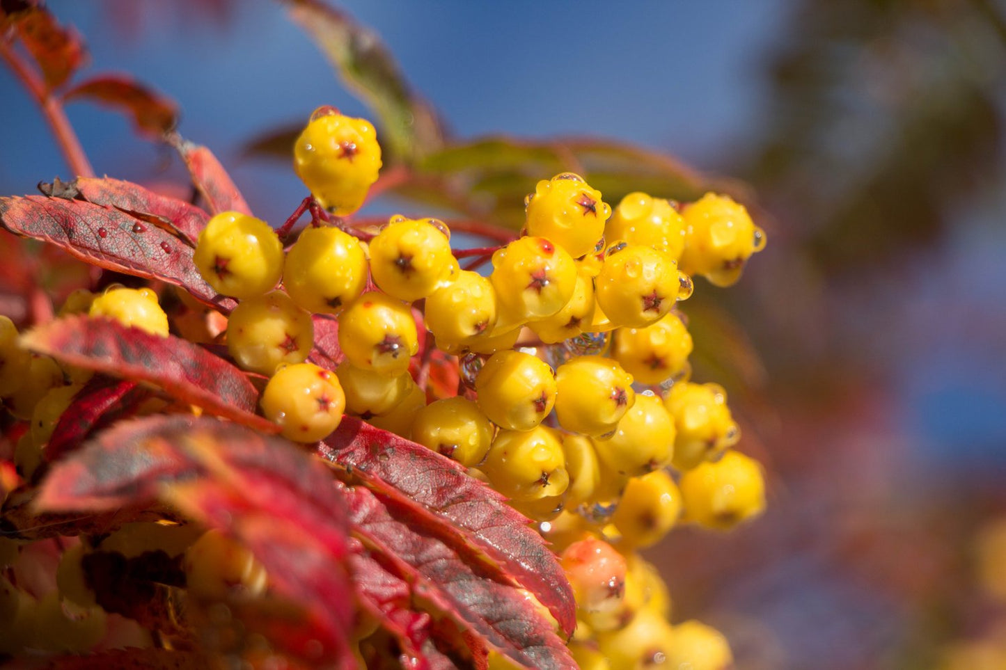 Sorbus Autumn Spire, Sh 120