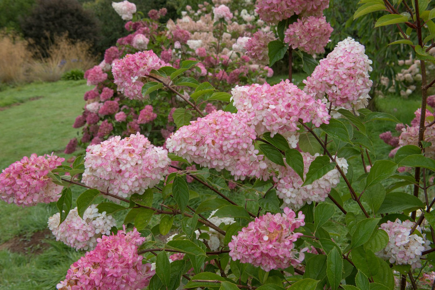 Hydrangea paniculata Vanille-Fraise, Sh 80-100