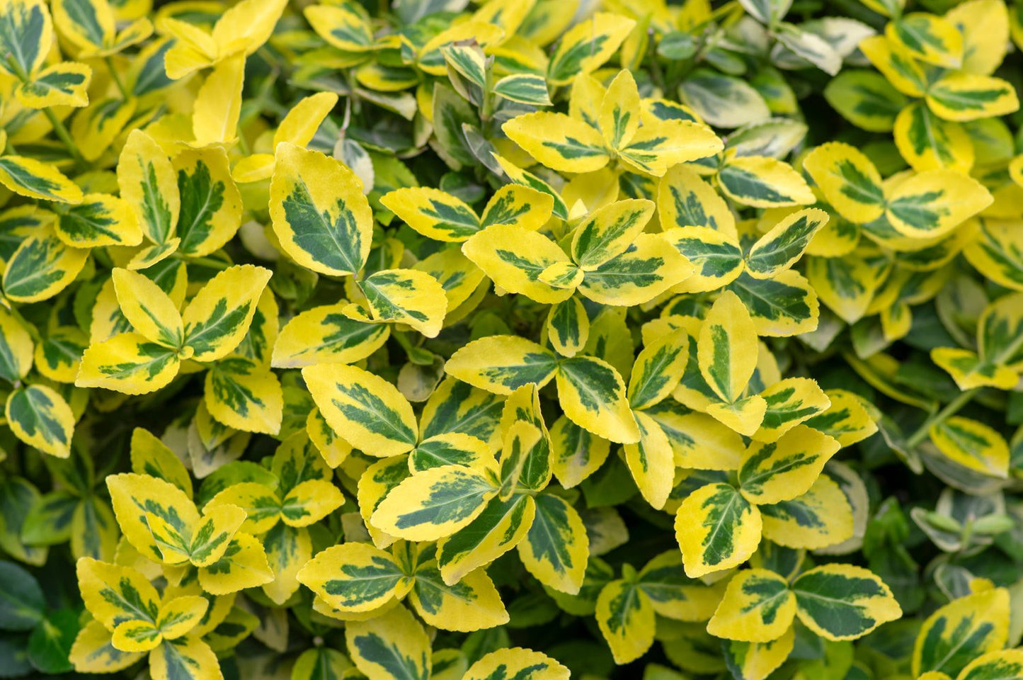Euonymus fortunei var. radicans 'Emerald 'n' Gold', co, 10-p