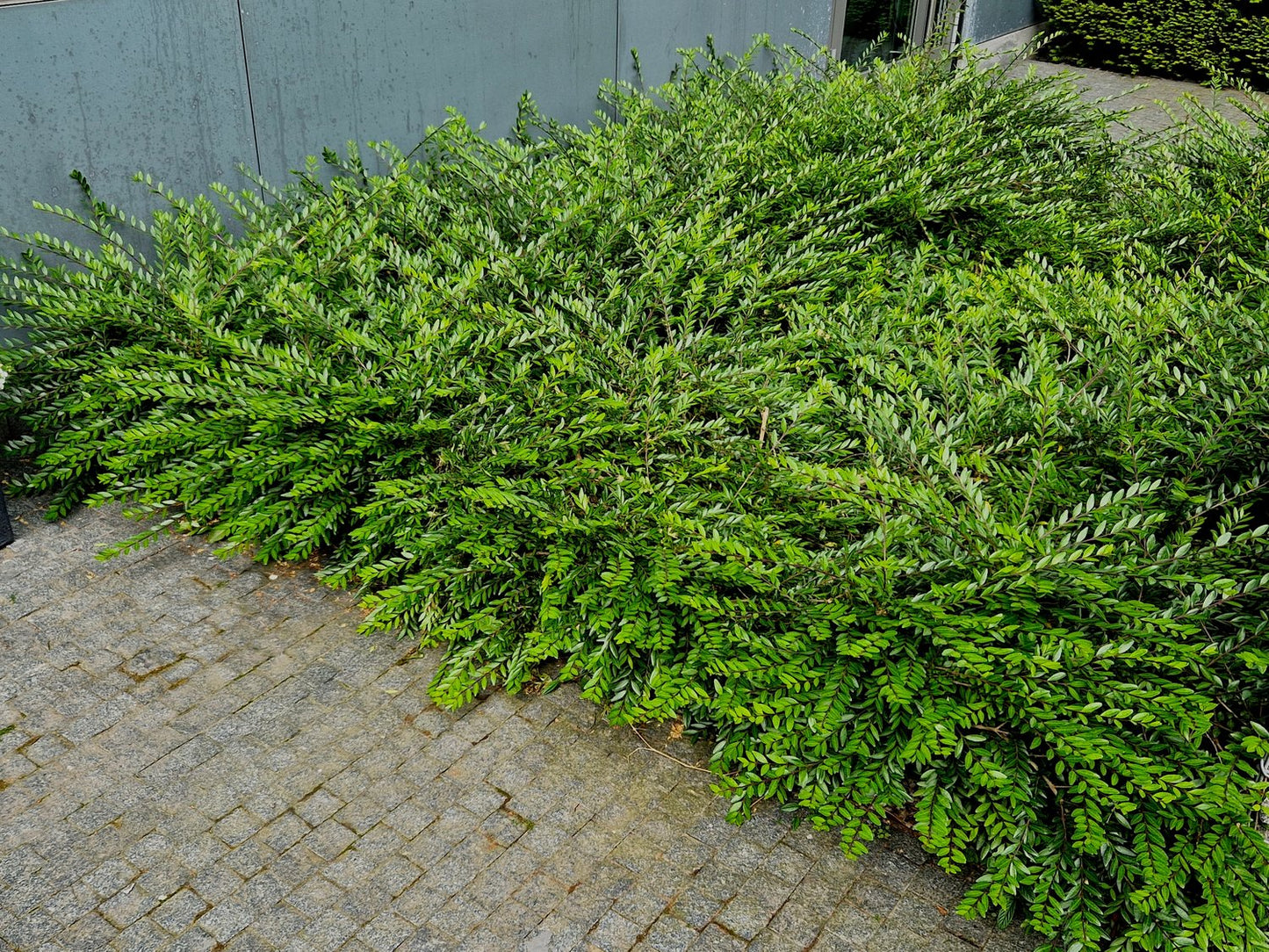 Lonicera nitida 'Maigrün', co, 10-p