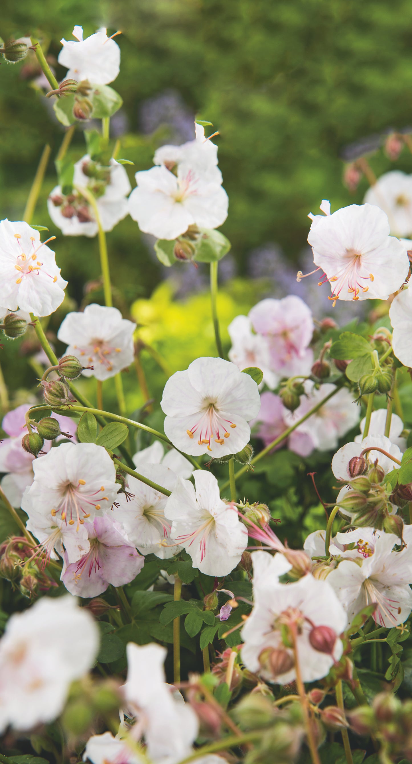 Geranium x cantabrigiense 'St Ola'