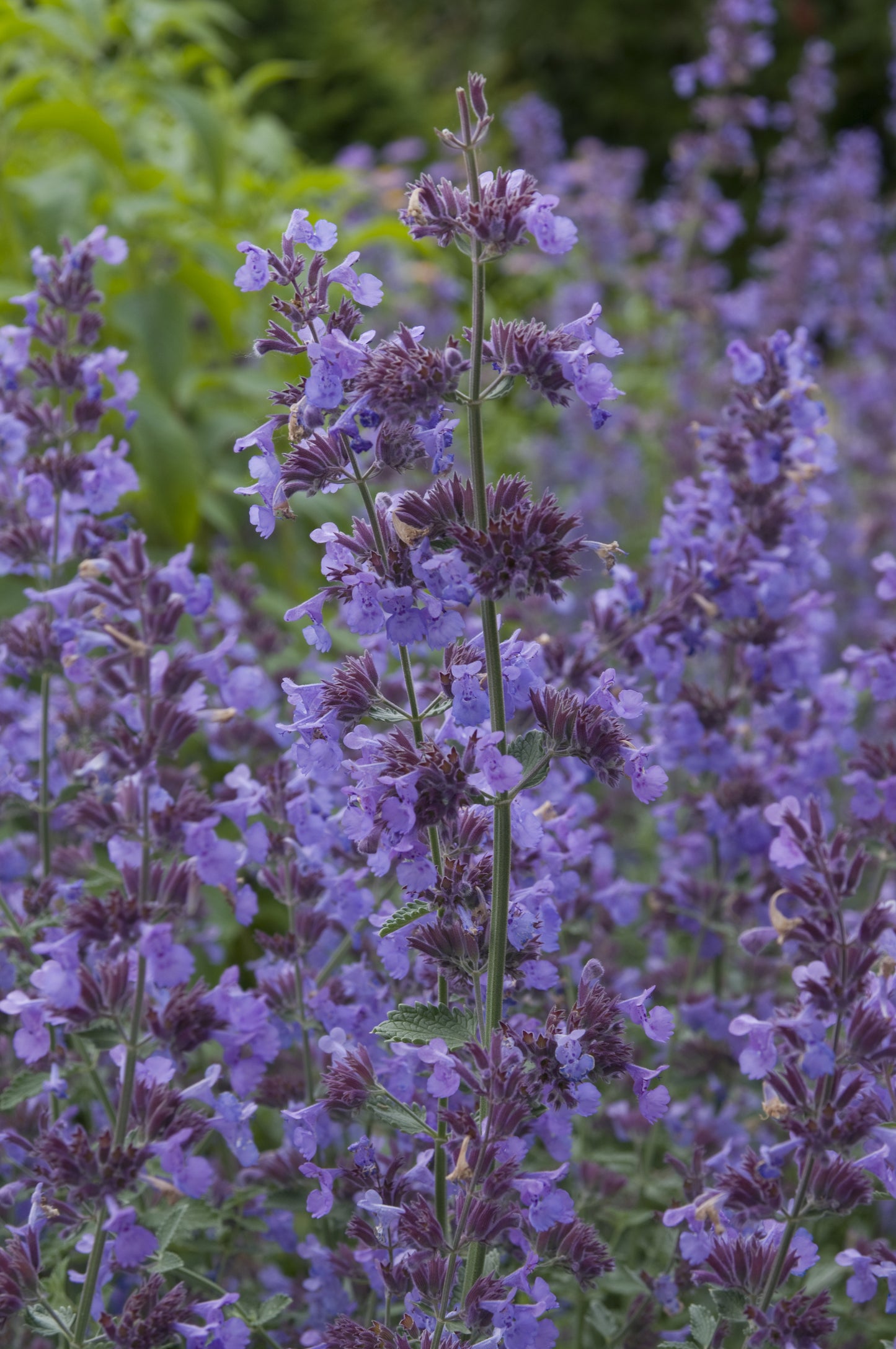 Nepeta x faassenii 'Walker's Low'