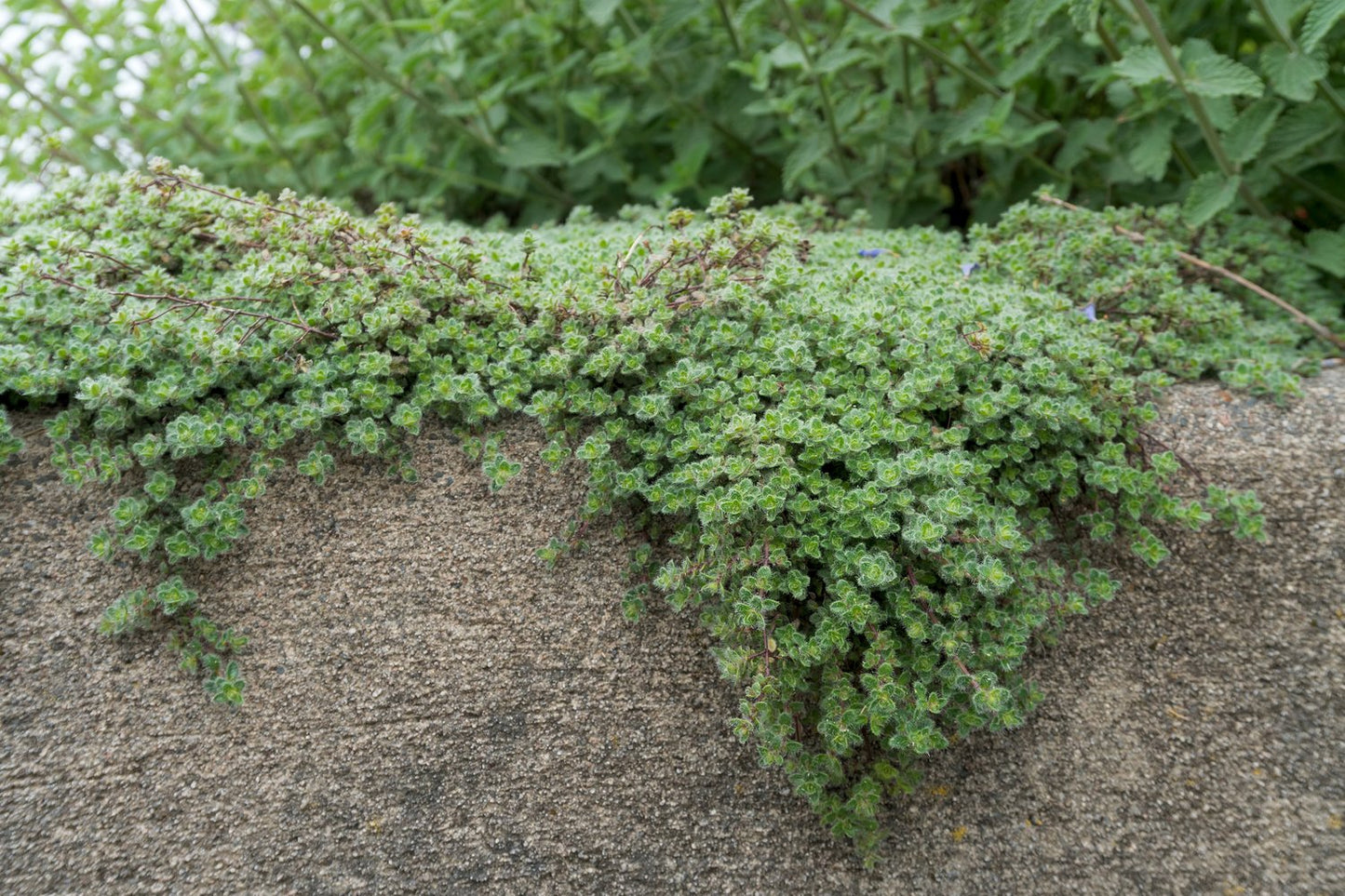 Thymus pseudolanuginosus