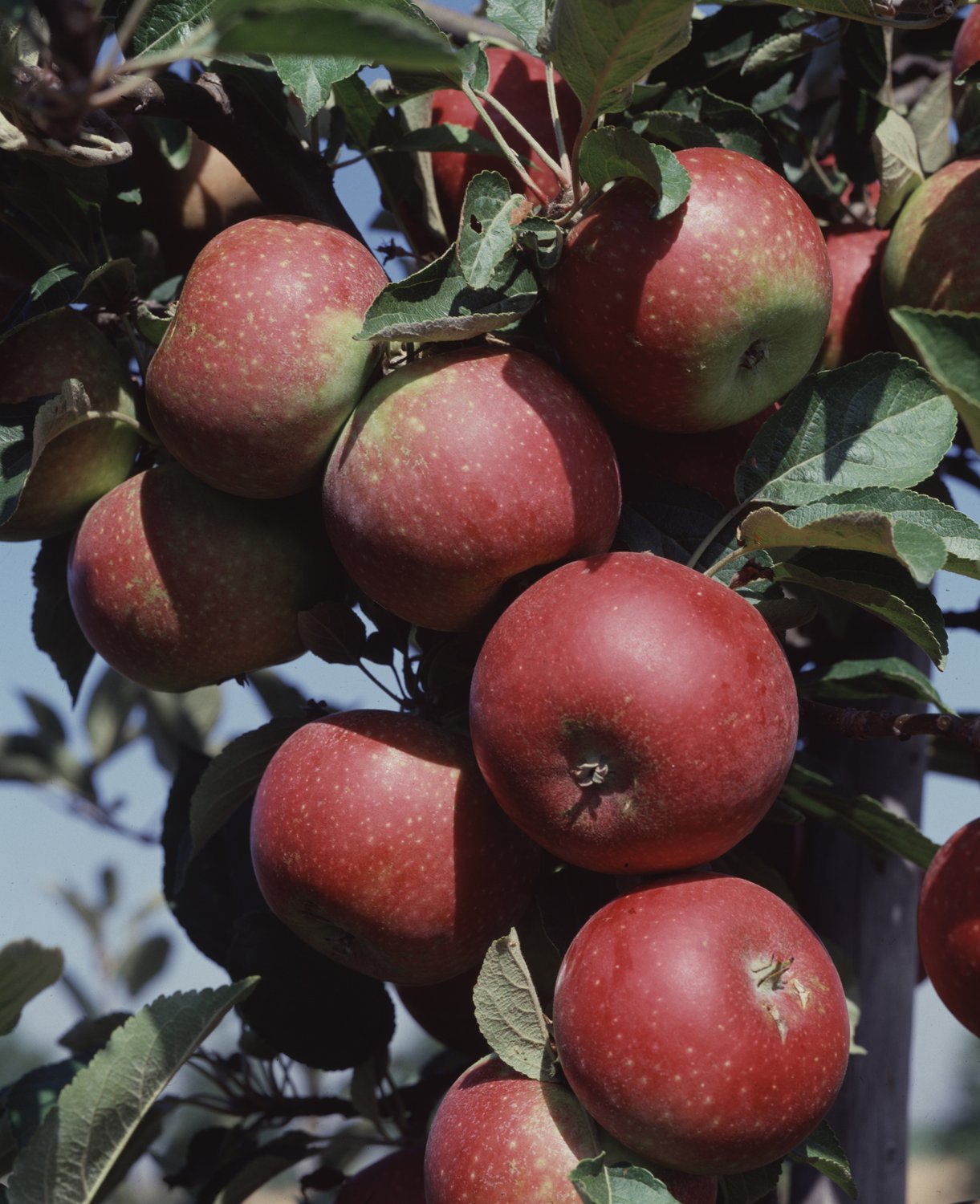 Malus domestica 'Ingrid Marie' E, B9, (äpple svagväxande)