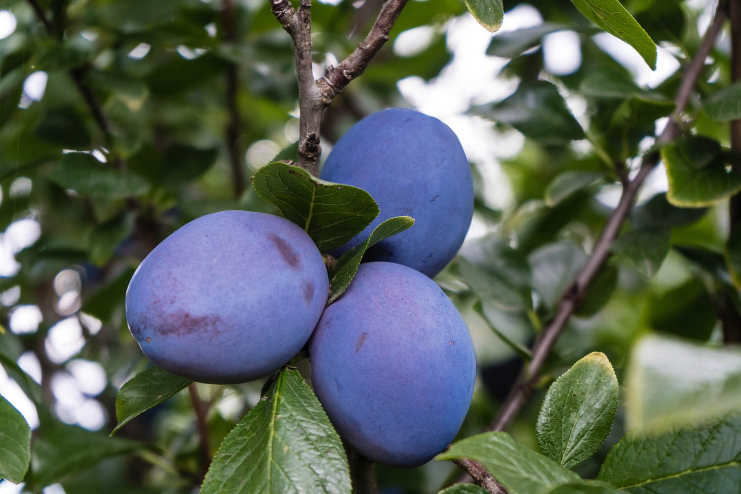 Prunus domestica 'Herman' E, (plommon)