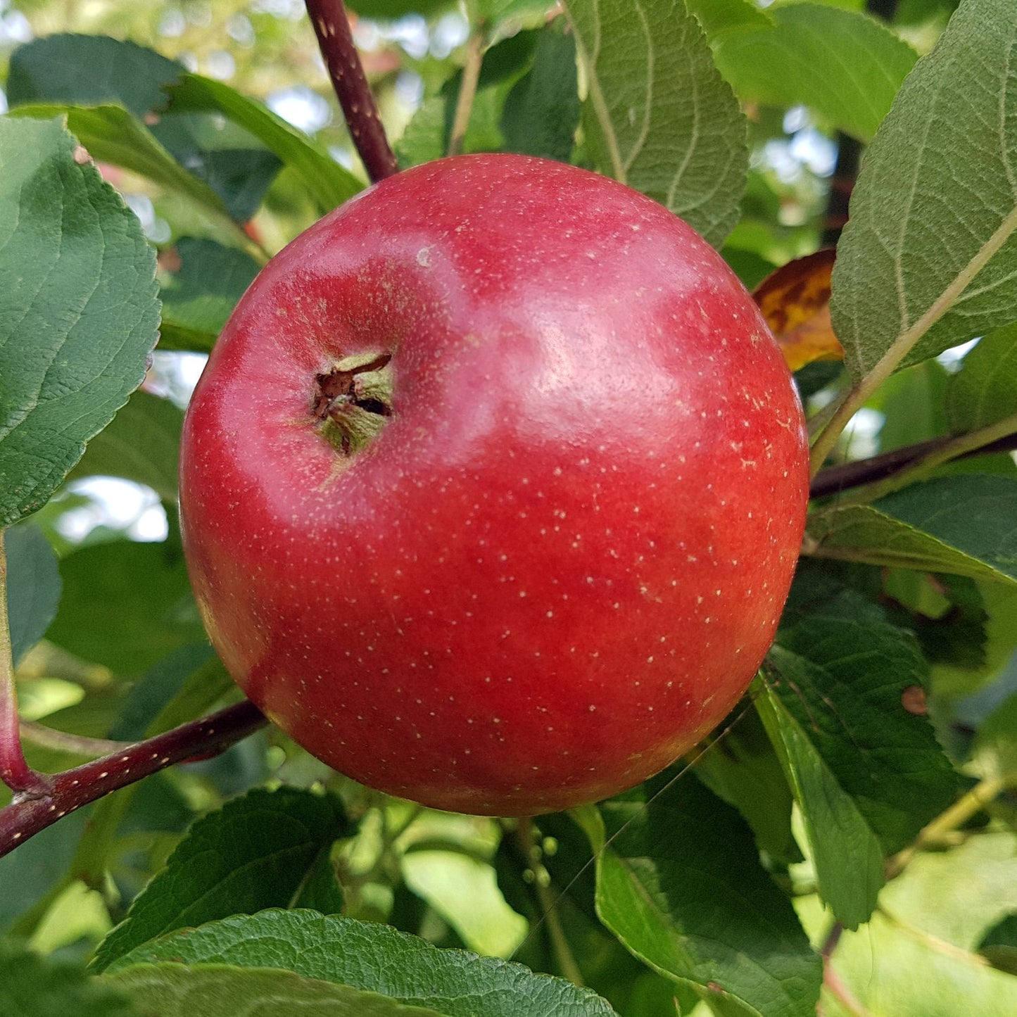 Malus domestica FOLKE® E, (äpple)