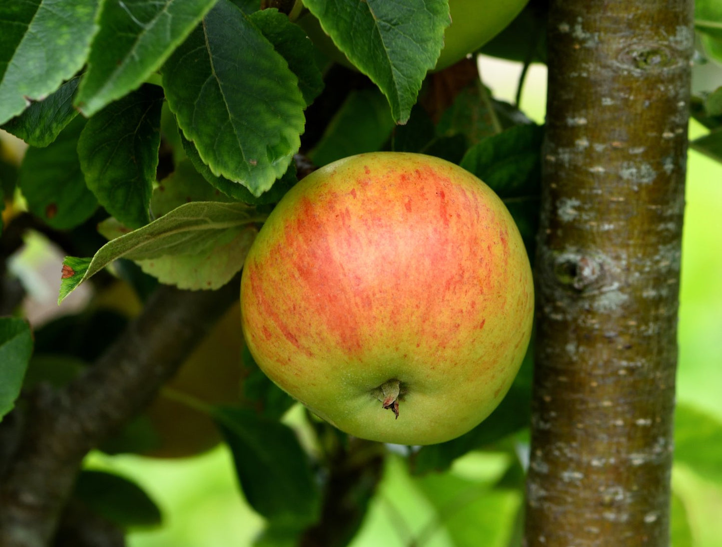Malus domestica 'Gyllenkroks Astrakan' E, (äpple)