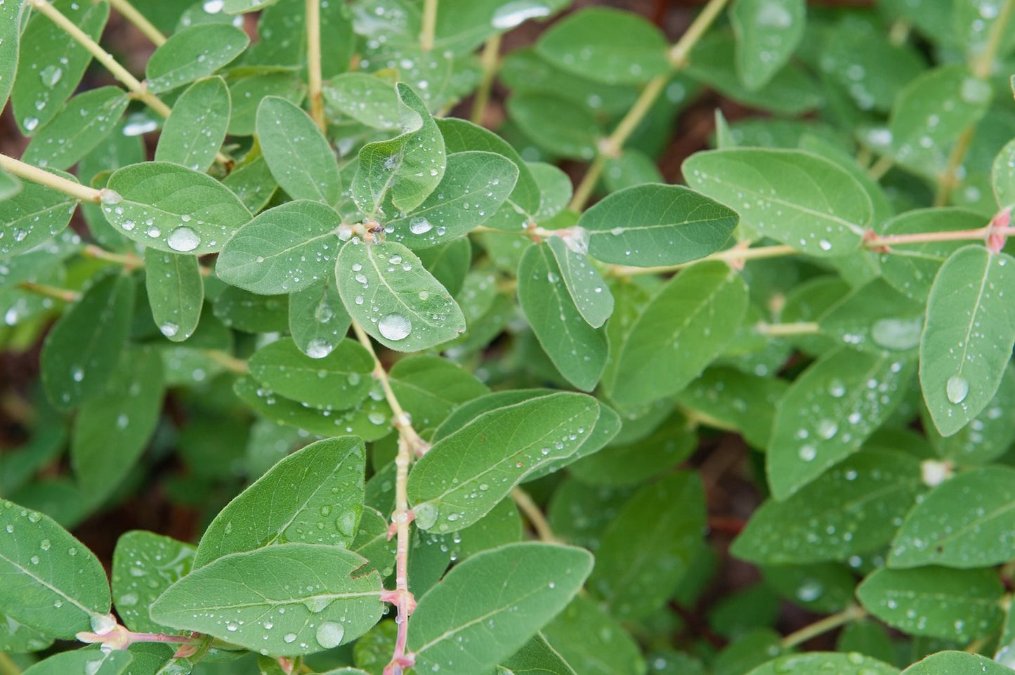 Lonicera caerulea var. kamtschatica ANJA® E, co