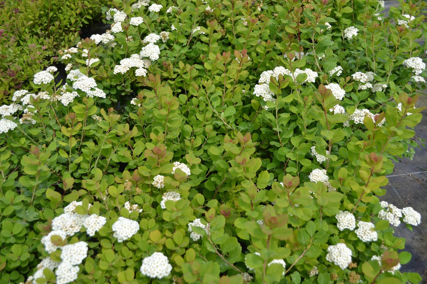 Spiraea betulifolia 'Tor' E, co