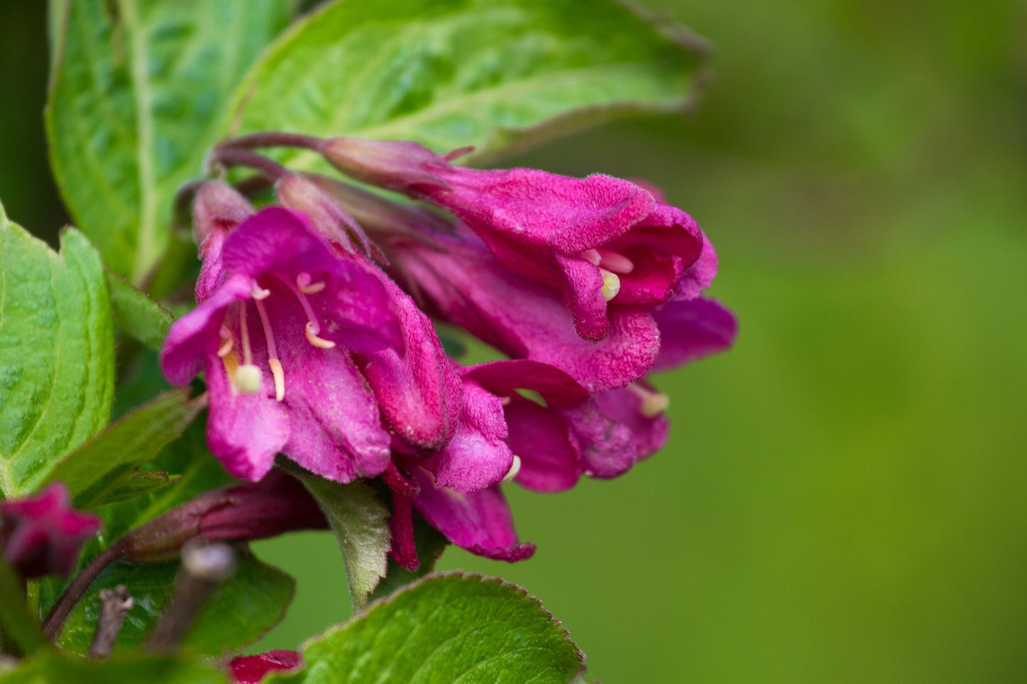 Weigela florida 'Korea' E, co
