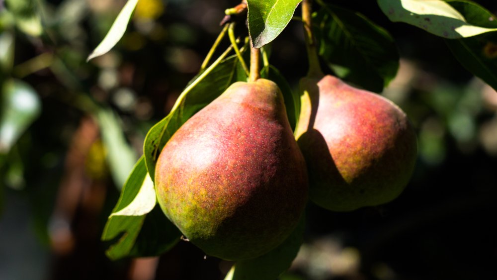 Pyrus communis VASARINA (päron)