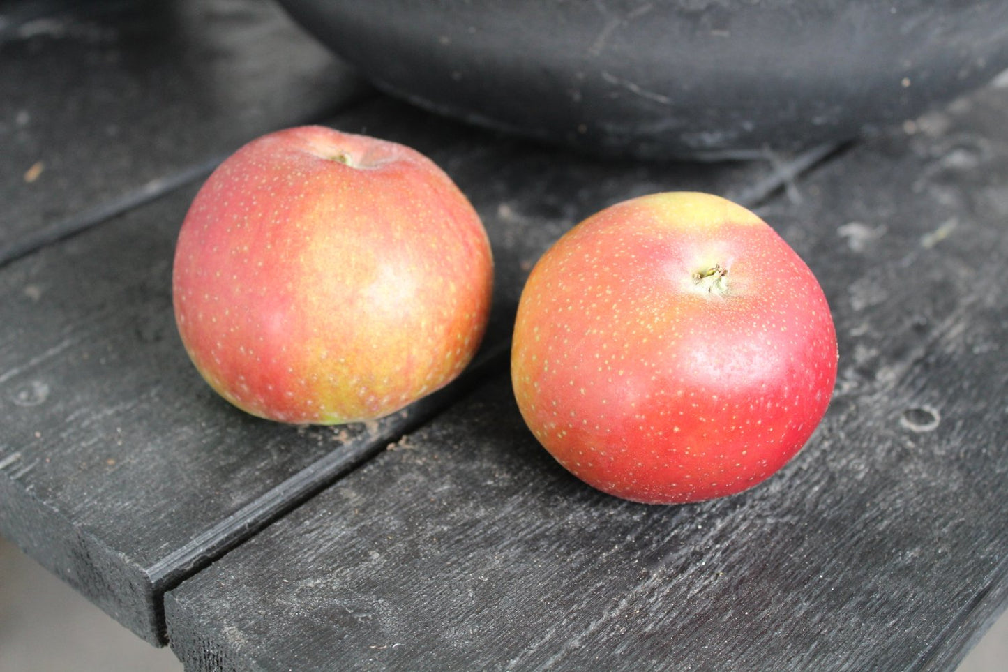 Malus domestica LOVISA® E, (äpple)