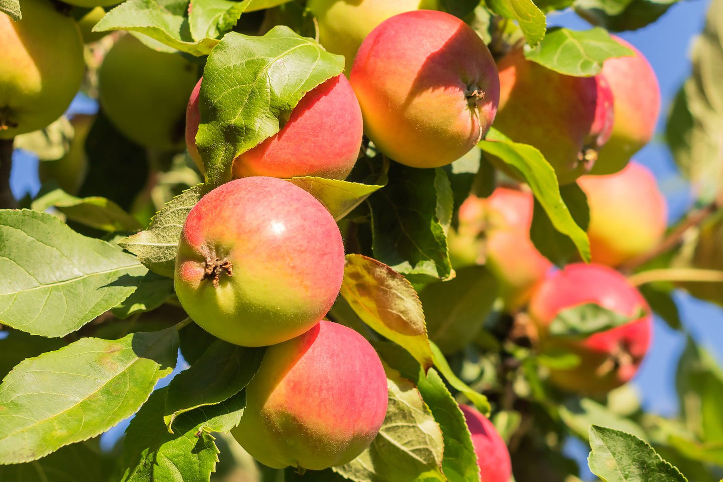 Malus domestica 'Mantet', (äpple)