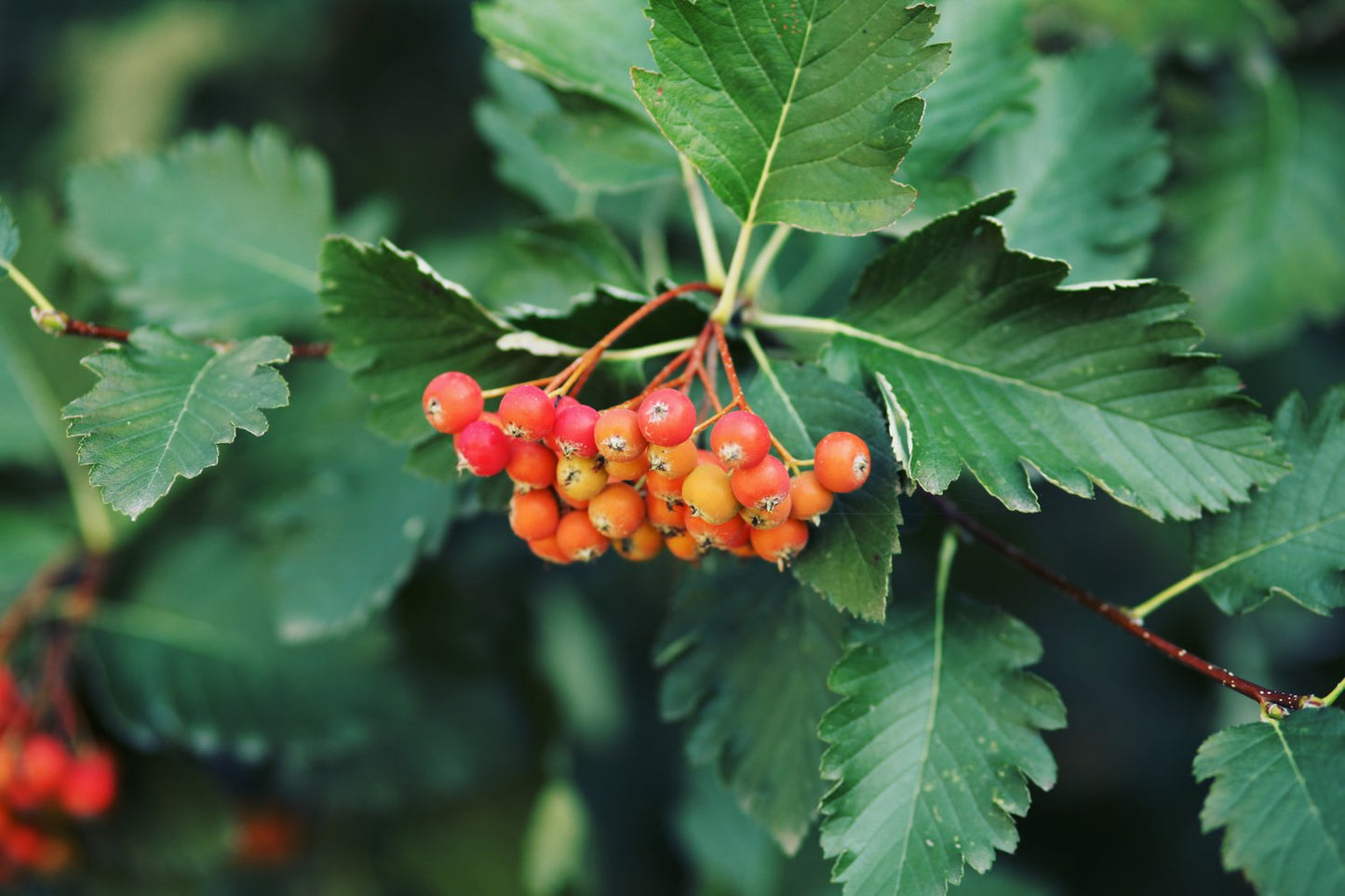 Sorbus mougeotii FK BÄLINGE E, co