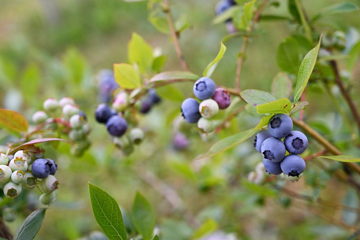 Vaccinium 'Roxy Blue'
