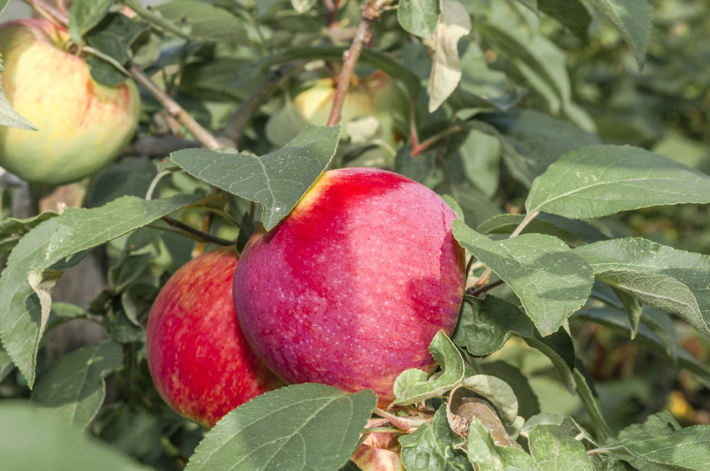 Malus domestica 'Birgit Bonnier' E, (äpple)