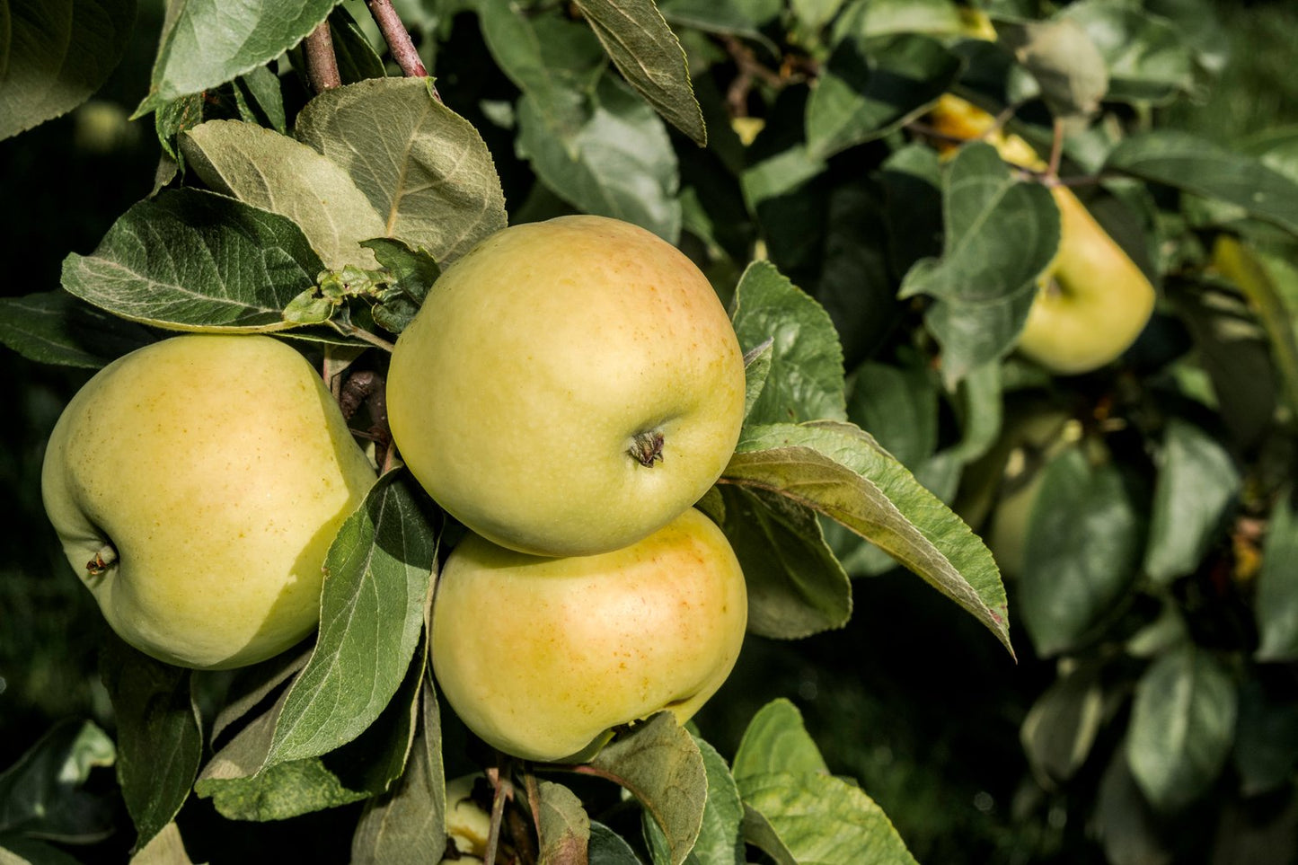 Malus domestica 'Oranie' E (äpple)