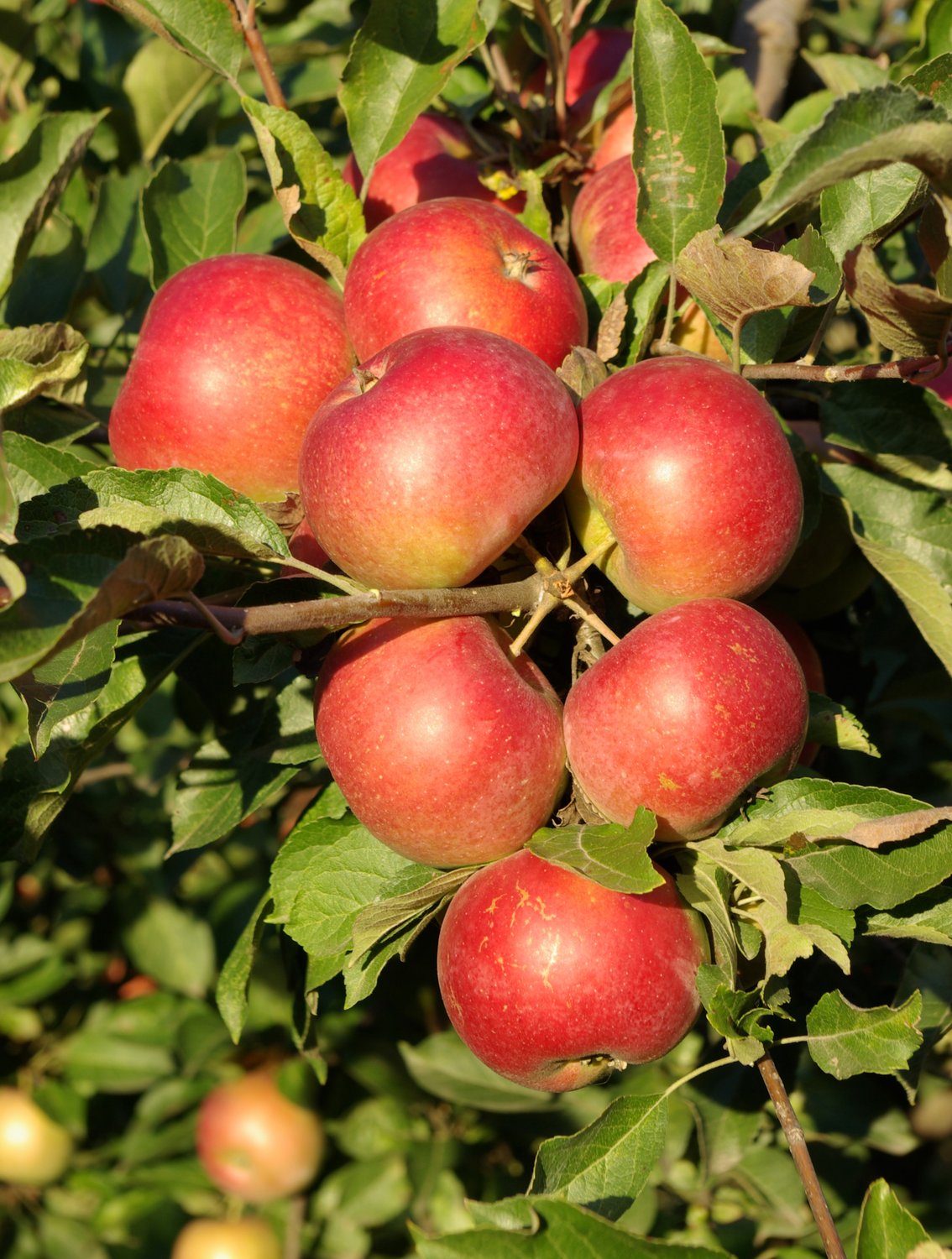 Malus domestica 'Queen Cox' (äpple)