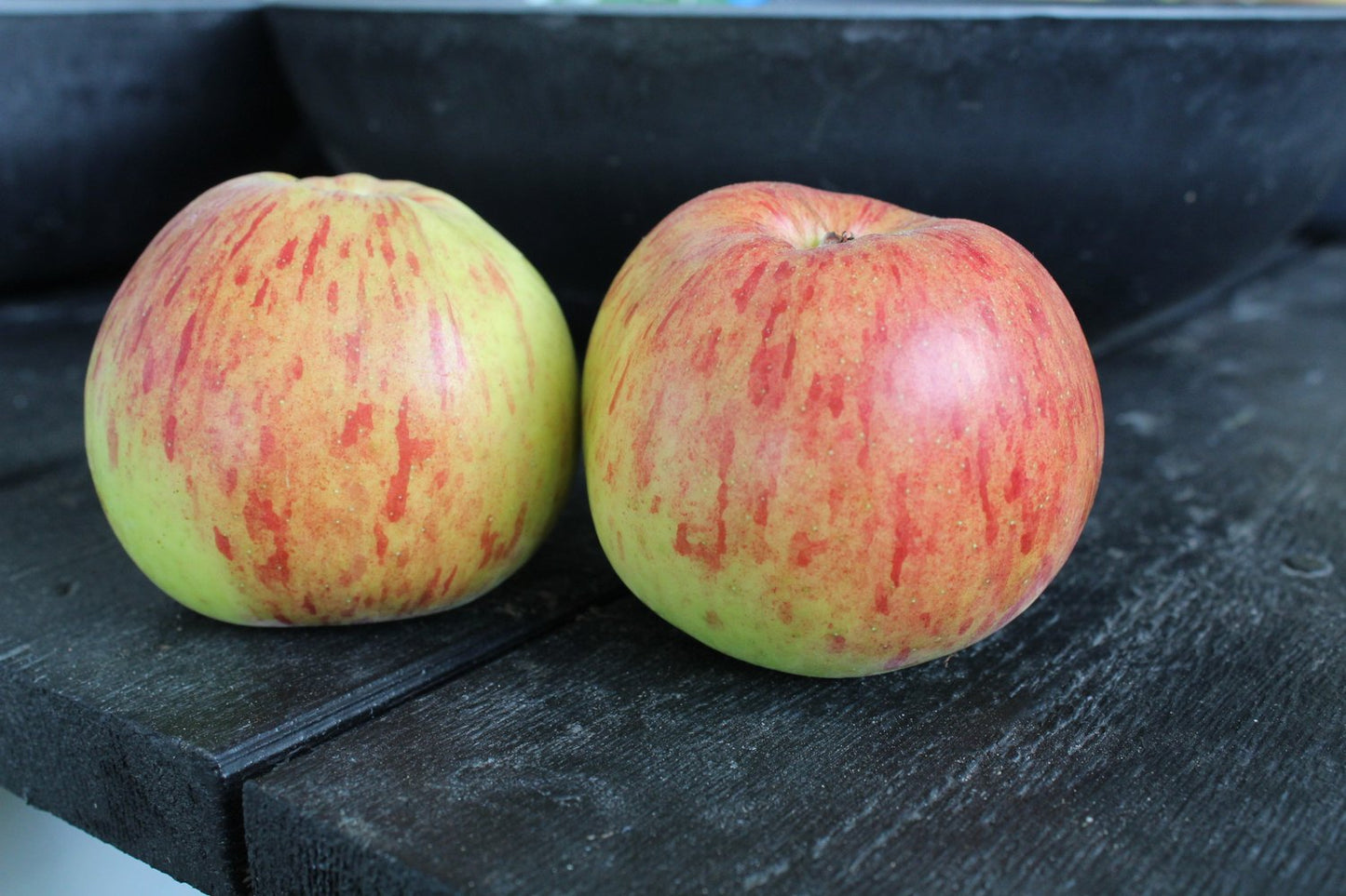 Malus domestica HÖSTDESSERT E (äpple)