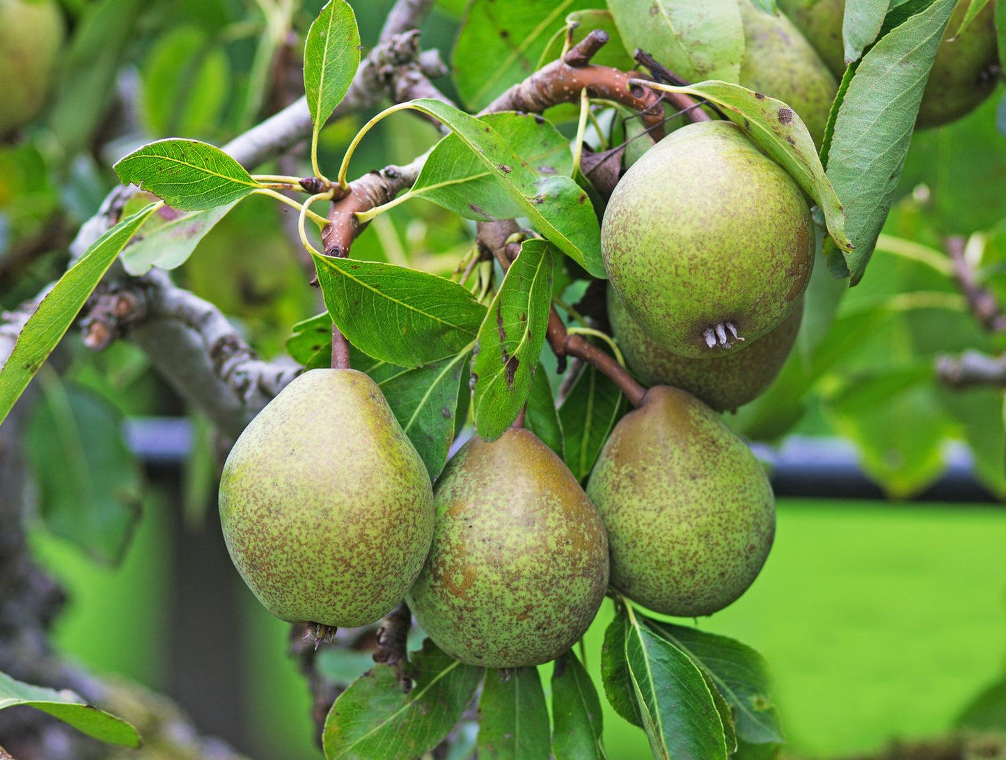 Pyrus communis GRÅPÄRON