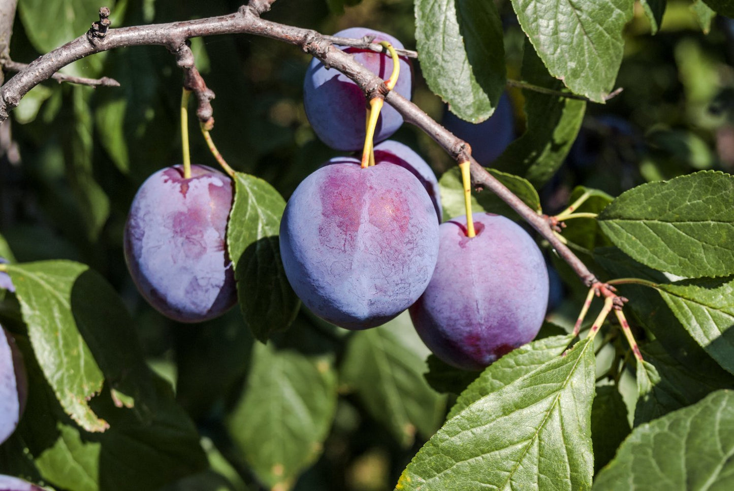 Prunus domestica CZAR (plommon)