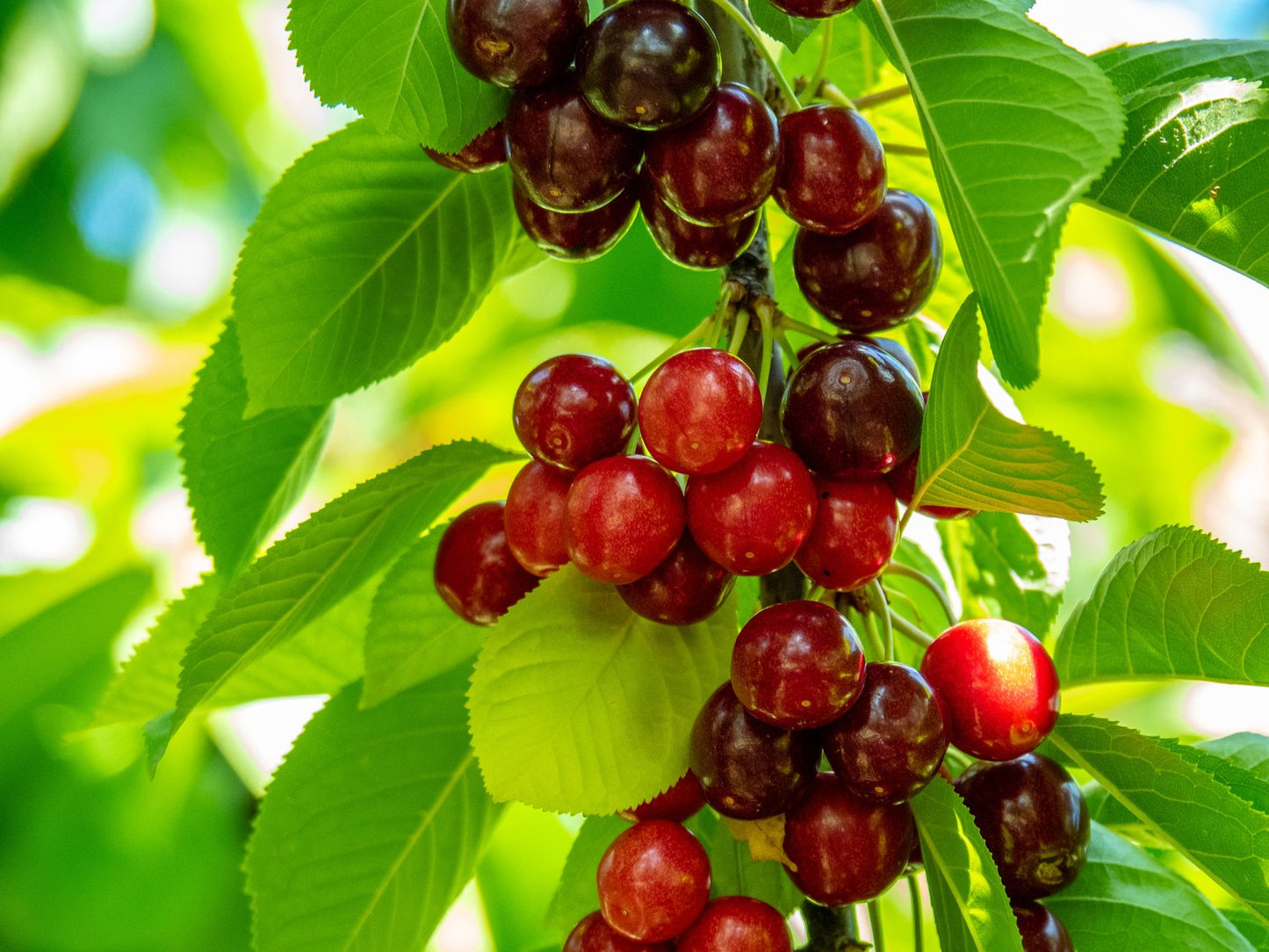 Prunus avium SWEETHEART (körsbär)