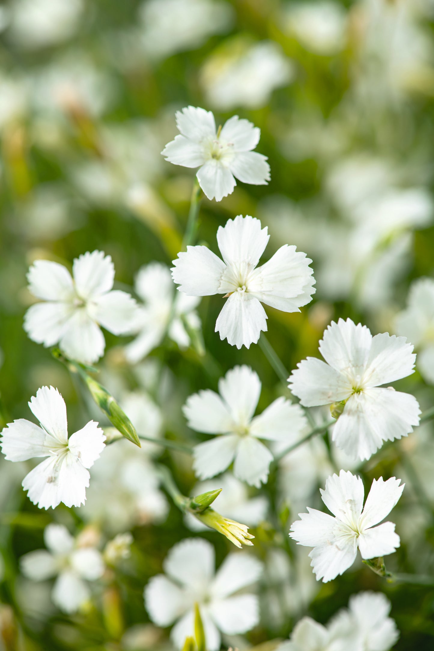 Dianthus deltoides 'Albiflorus'