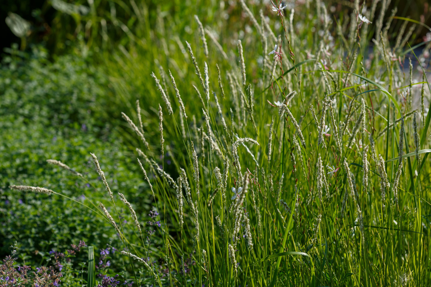 Sesleria autumnalis