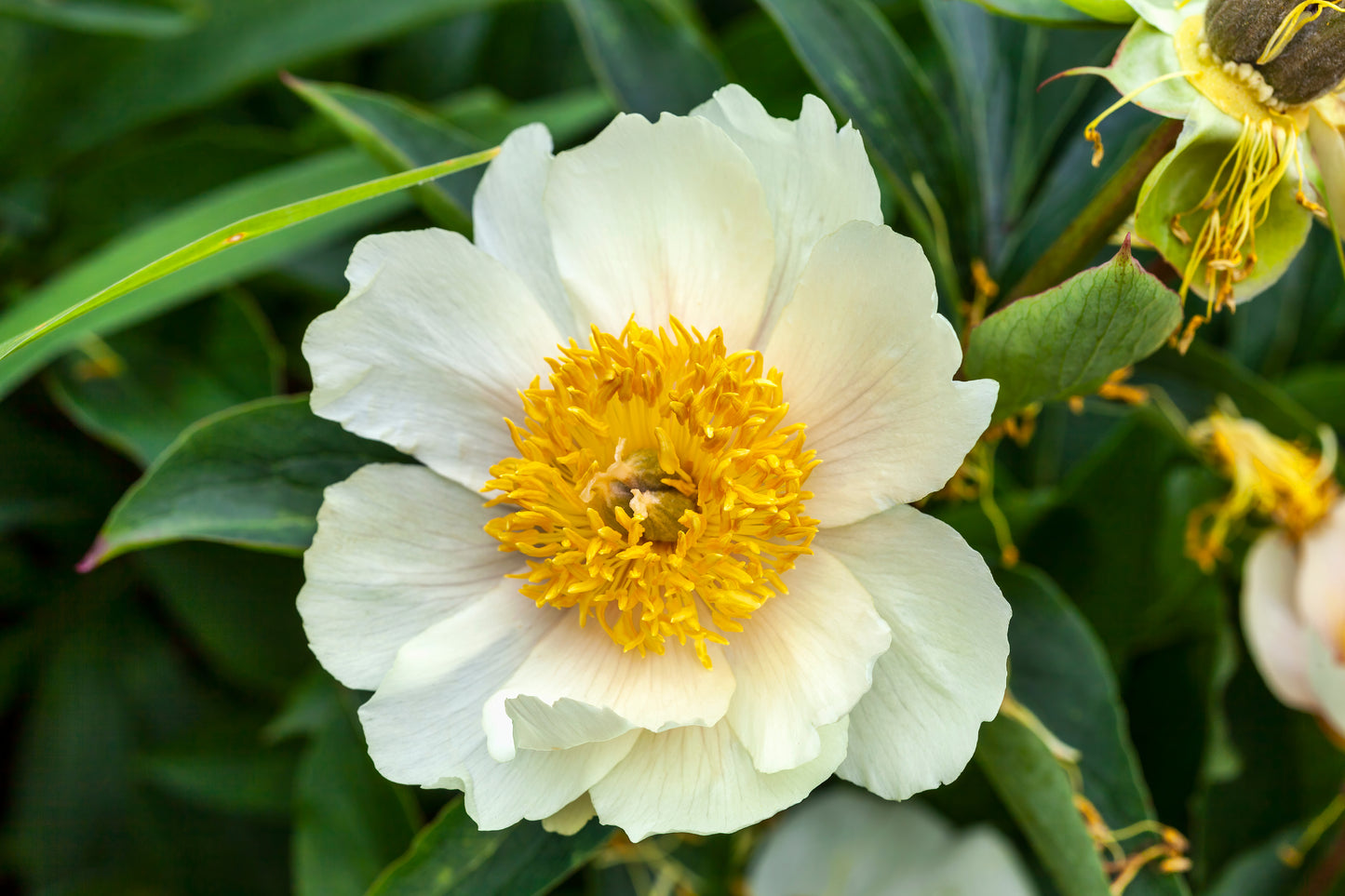 Paeonia lactiflora 'Claire de Lune', 2L