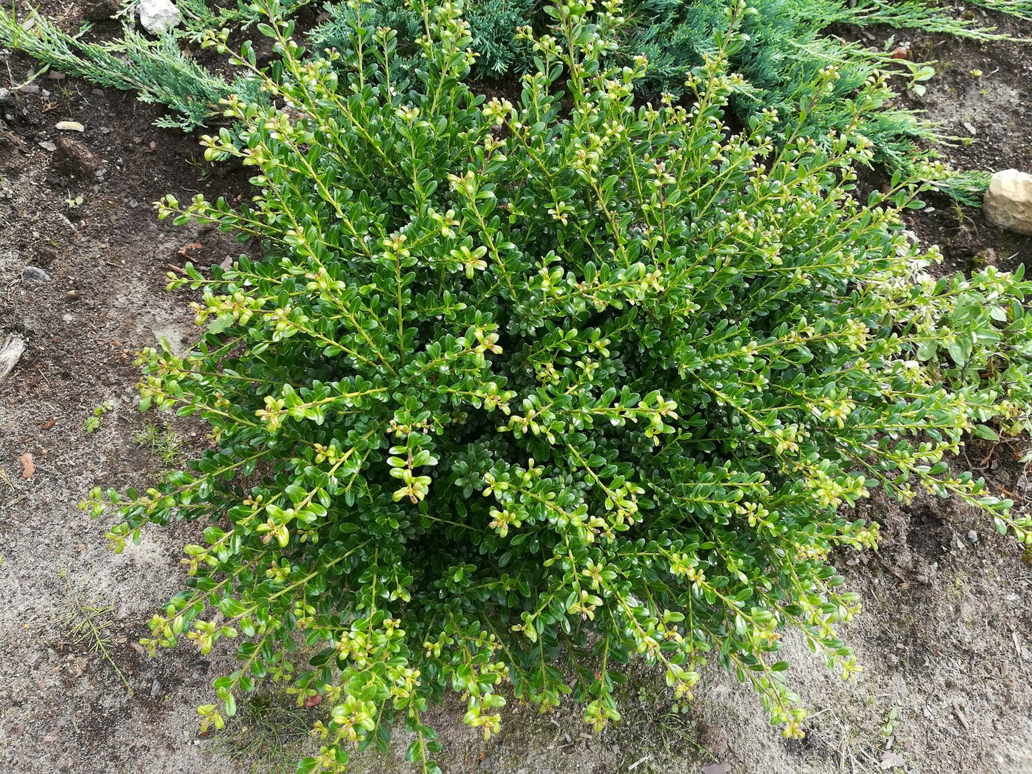 Ilex crenata 'Convexa', co, 10-p