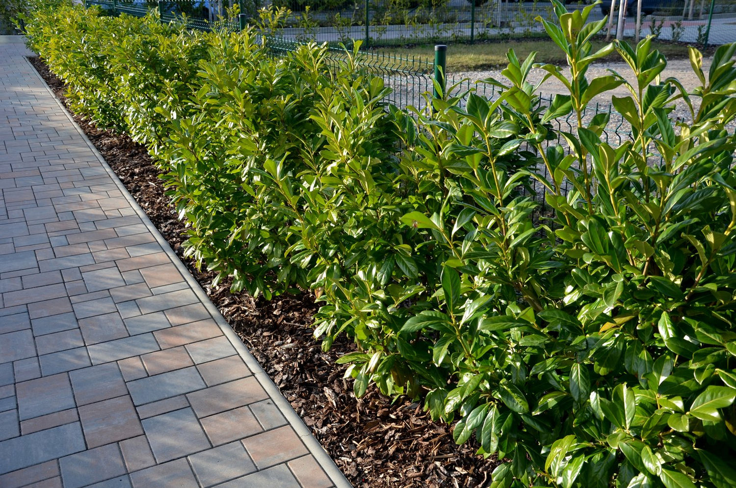 Prunus laurocerasus 'Novita', co, 10-p