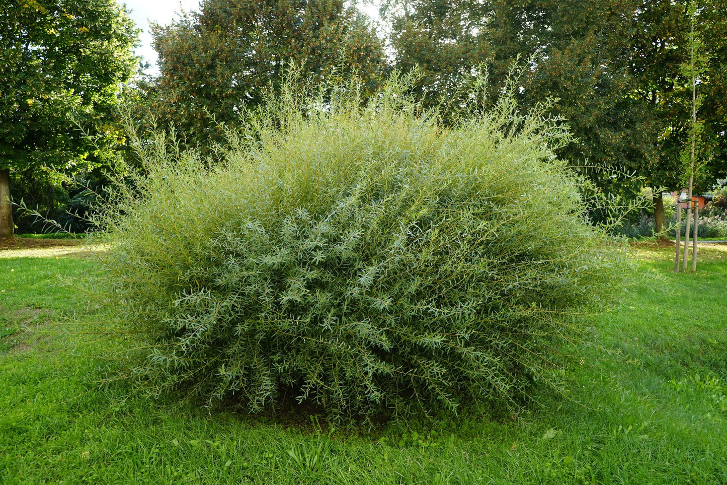 Salix purpurea 'Nana', co, 10-p