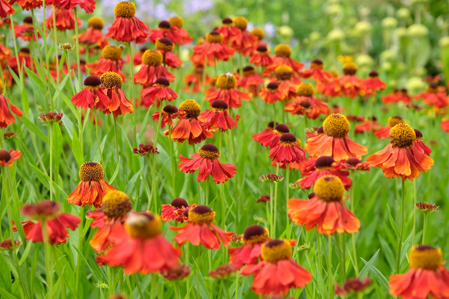 Helenium Autumnale- Gr. 'Moerheim Beauty'