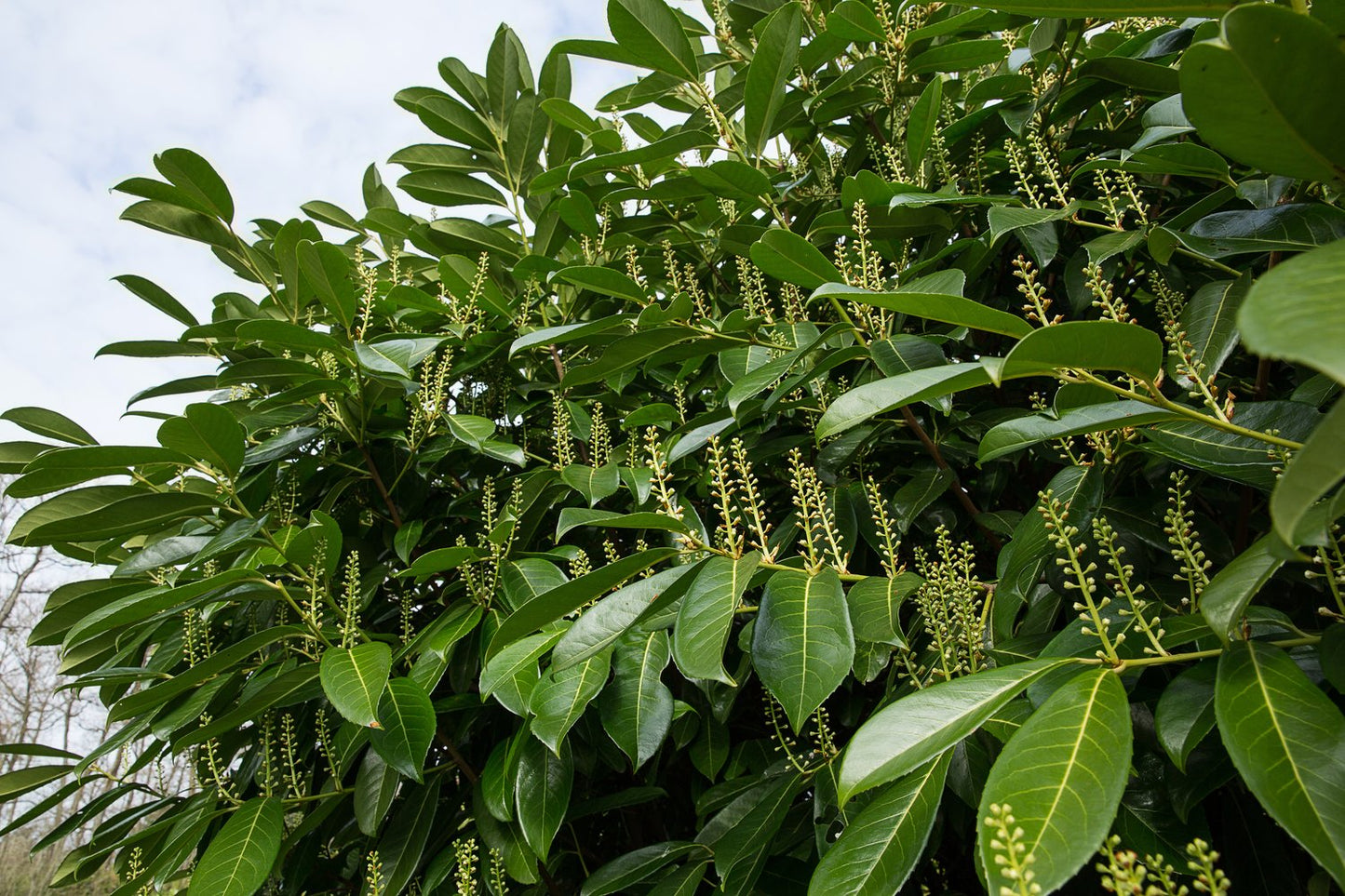 Prunus laurocerasus 'Mano'