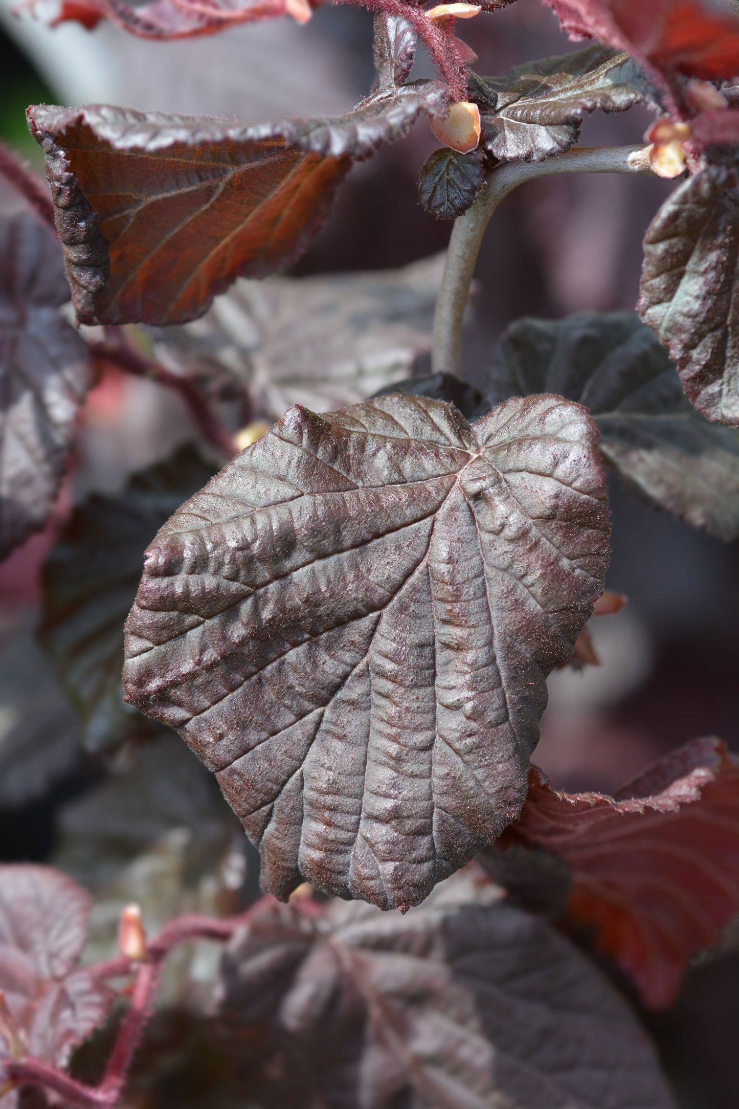 Corylus avellana 'Red Majestic'