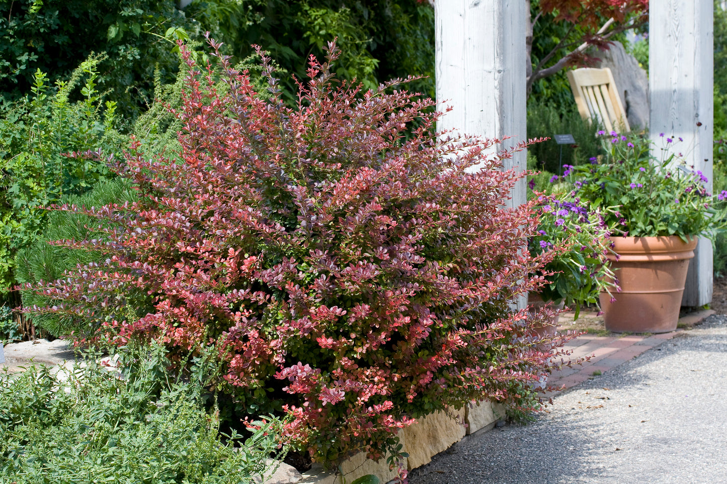 Berberis thunbergii 'Atropurpurea'